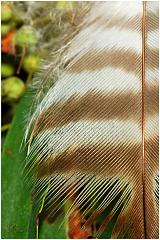 feather