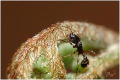 ant