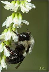 bee3