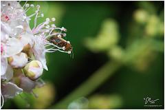 beetleflowers