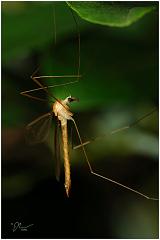 cranefly