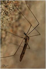 cranefly2