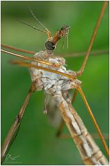 cranefly4