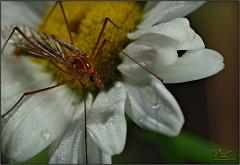 cranefly5