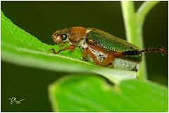 greenbeetle