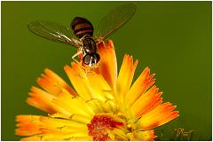 hoverfly