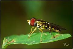 hoverfly2