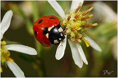 ladybug