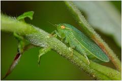 leafhopper