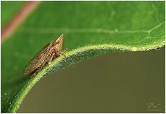 leafhopper2