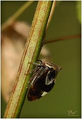 leafhopper3