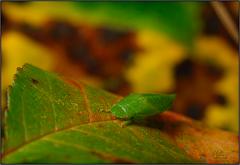 leafhopper4