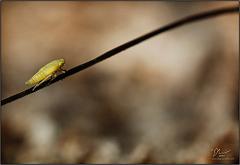 leafhopper5