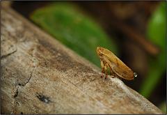 leafhopper6