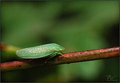 leafhopper7