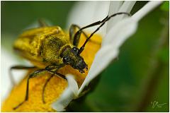 longhorndaisy