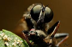 robber+fly