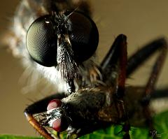 robber+fly2