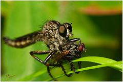 robber+fly3