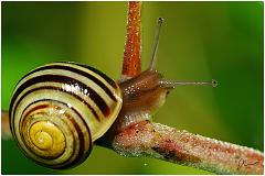 snail