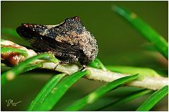 treehopper