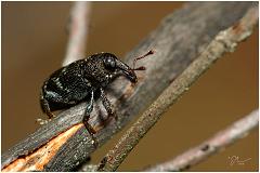 weevil