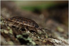 pillbug