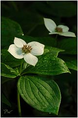 bunchberry