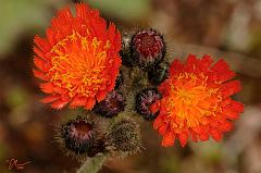 hawkweed