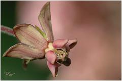 milkweed