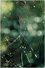 web