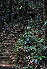 stl-jungle_stairs