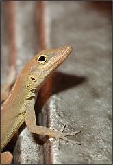 anole2