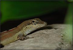 anole3