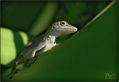 anole5