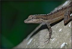 anole6