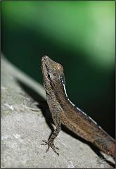 anole7