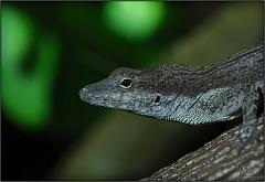 anole8