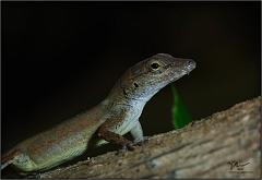 anole9