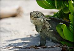 iguana1