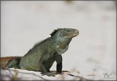 iguana11