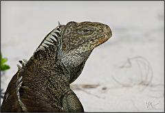 iguana15