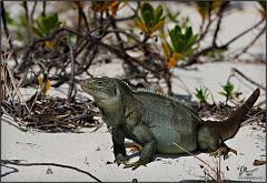 iguana2