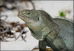 iguana3