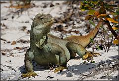 iguana4