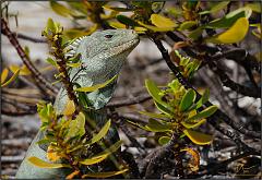 iguana5