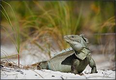 iguana8