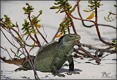 iguana9