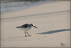 shorebird1