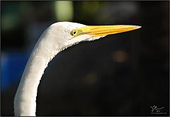 t&c_egret1